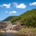 Dams Designer RFP released to market.